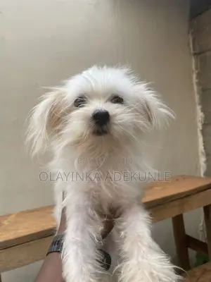 6-12 months Male Purebred Lhasa Apso