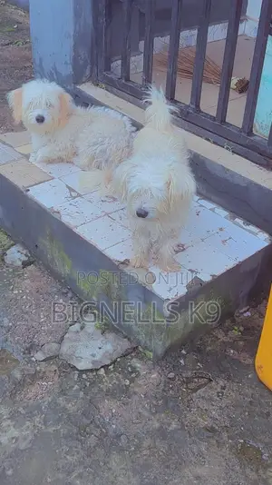 1+ year Male Purebred Lhasa Apso