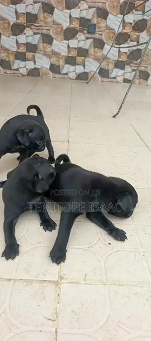 1-3 months Female Purebred Pug