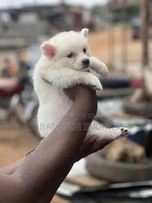 1-3 months Male Purebred American Eskimo