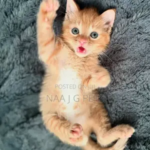 1-3 months Male Purebred American Shorthair