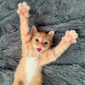 1-3 months Male Purebred American Shorthair