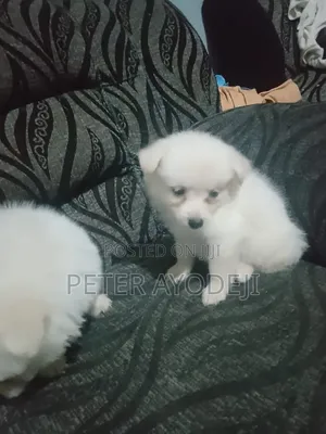 1-3 months Male Purebred American Eskimo