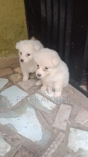 1-3 months Female Purebred American Eskimo