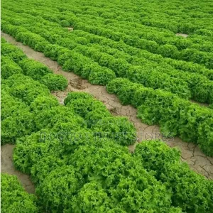 Lettuce Seed