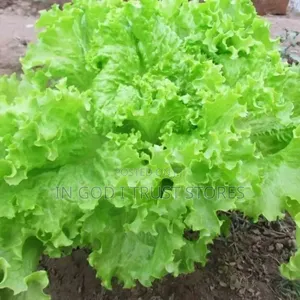 Lettuce Seed