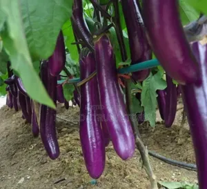 Eggplant Seed