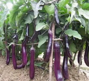 Eggplant Seed