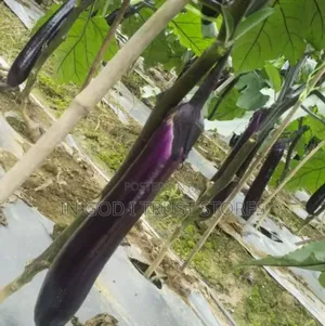 Eggplant Seed