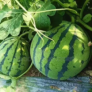 Watermelon Seeds