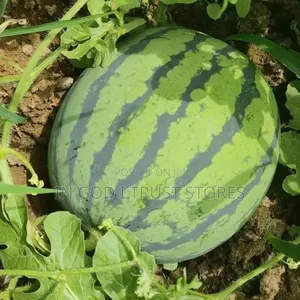Watermelon Seeds