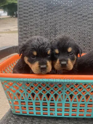 0-1 month Female Purebred Rottweiler