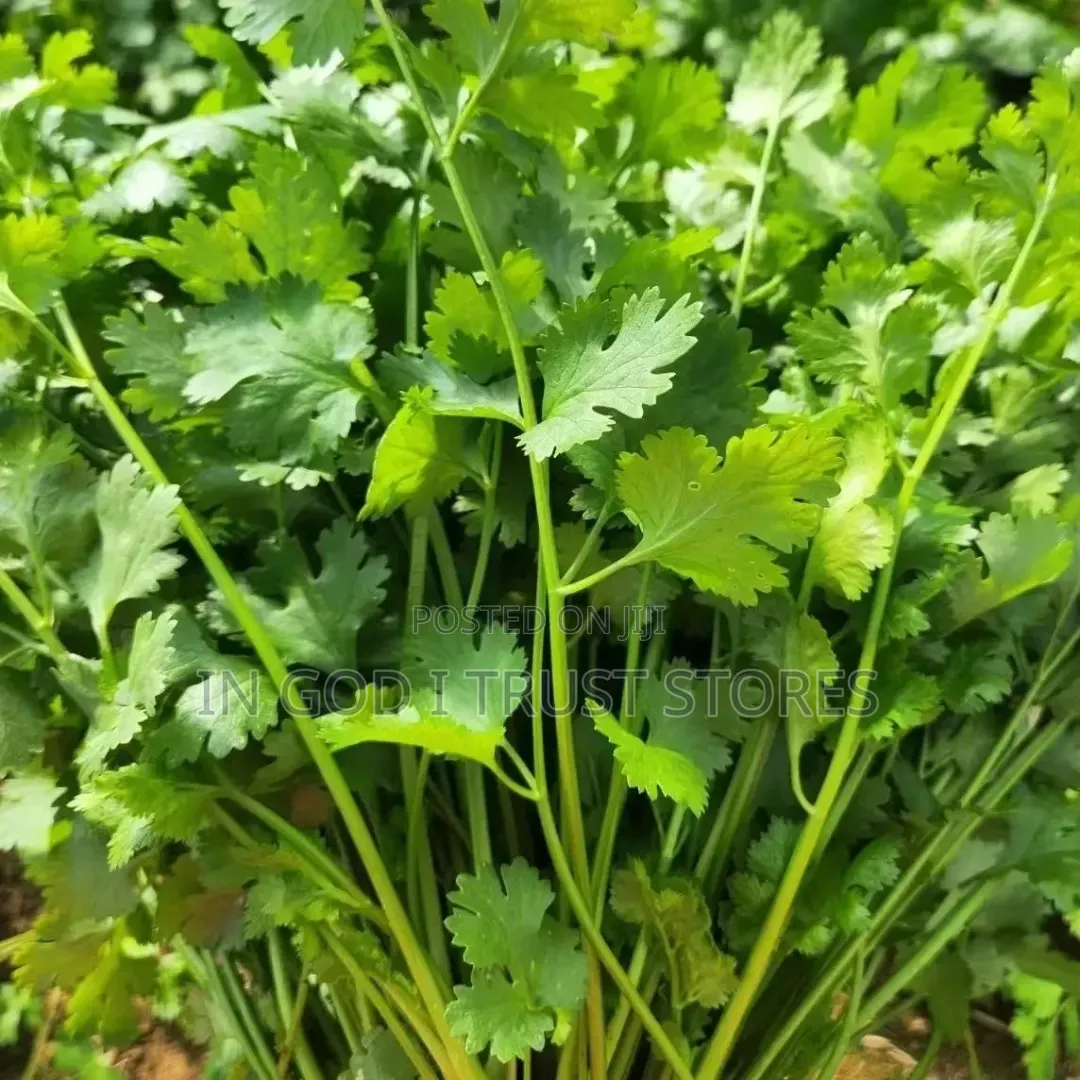 Coriander Seeds