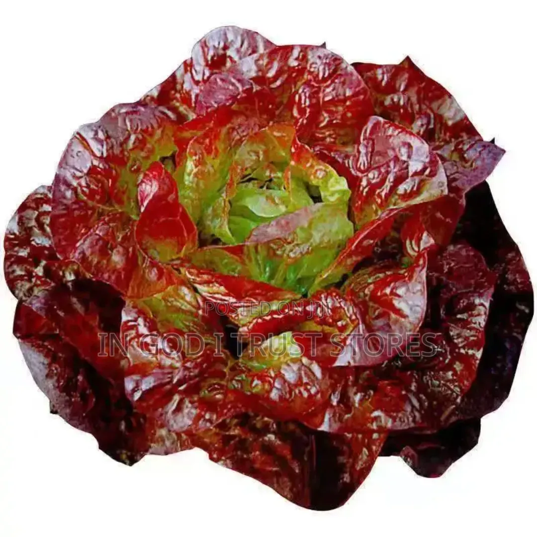 Purple Leaf Lettuce Seed