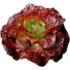Purple Leaf Lettuce Seed