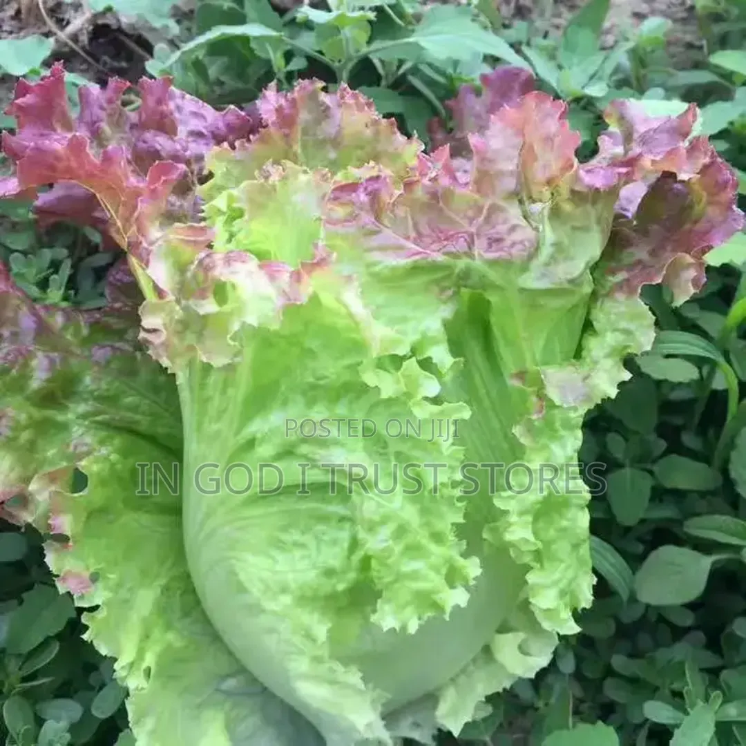 Purple Leaf Lettuce Seed