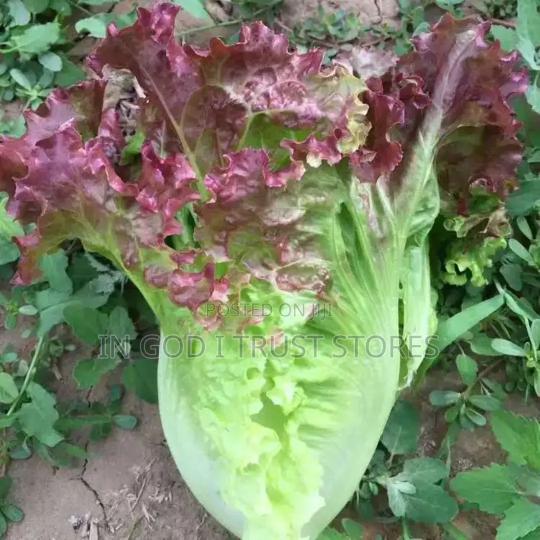 Purple Leaf Lettuce Seed