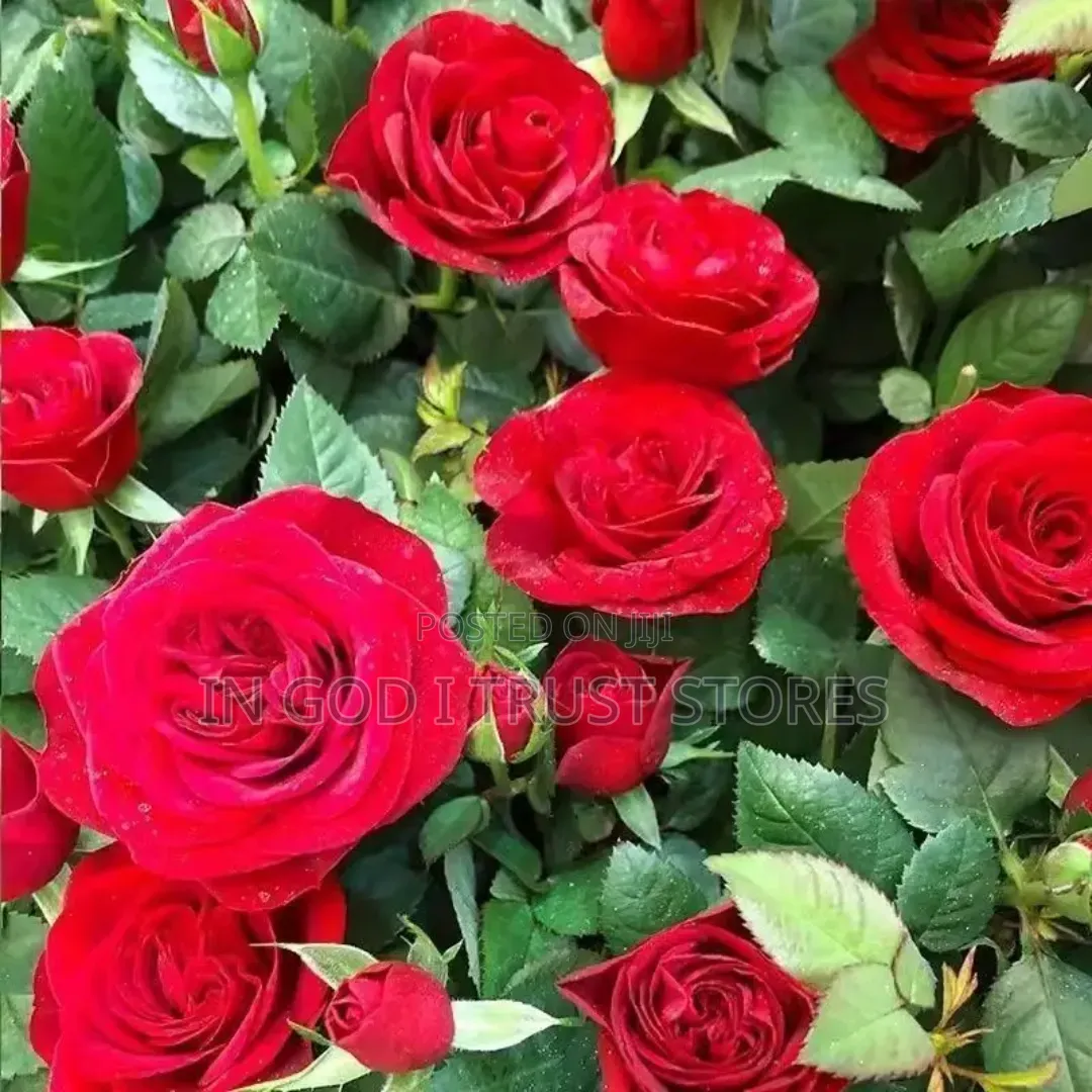 Red Rose Seed