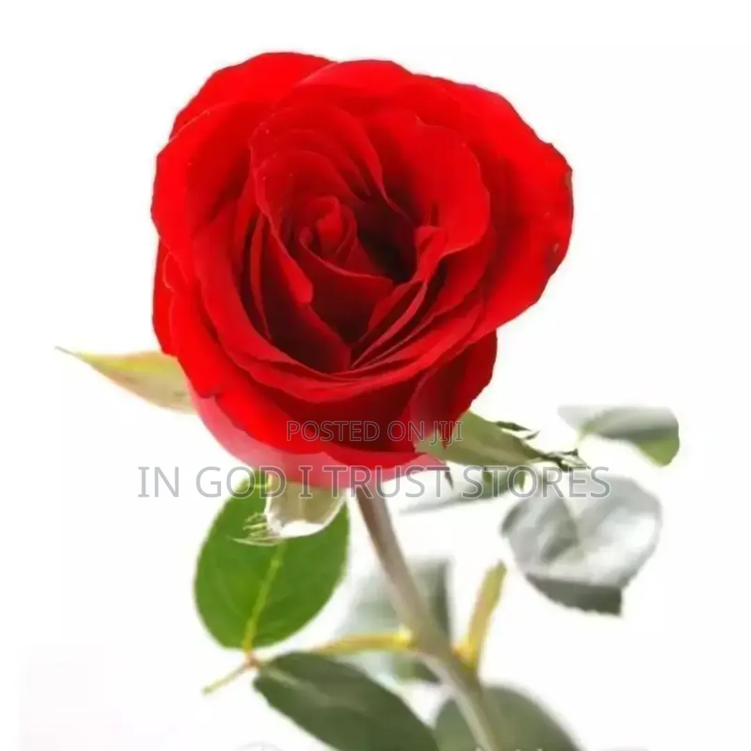 Red Rose Seed