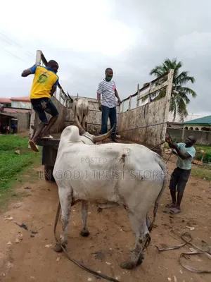 Different Size of Cows Available