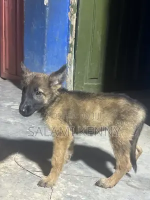 3-6 months Female Purebred German Shepherd