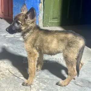3-6 months Female Purebred German Shepherd