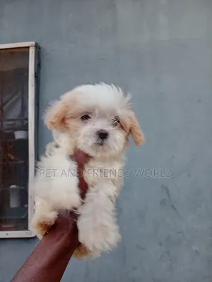 1-3 months Female Purebred Lhasa Apso