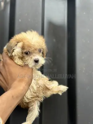 1-3 months Male Purebred Lhasa Apso