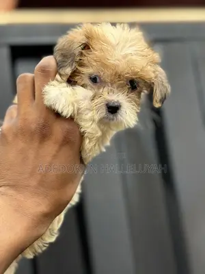 1-3 months Male Purebred Lhasa Apso
