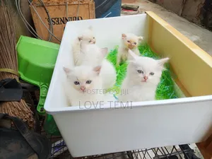 1-3 months Female Purebred Persian