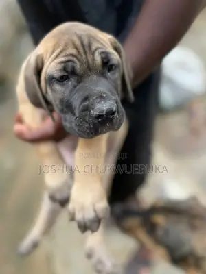 1-3 months Male Purebred Boerboel