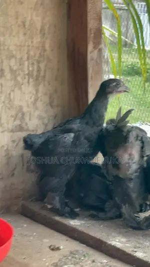 Brahma Chicks