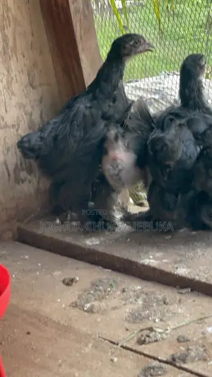 Brahma Chicks