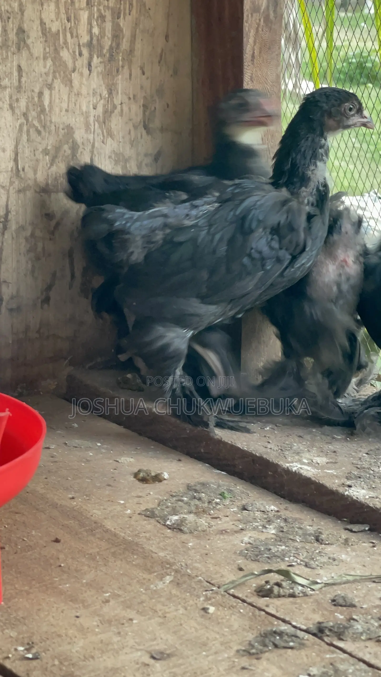 Brahma Chicks