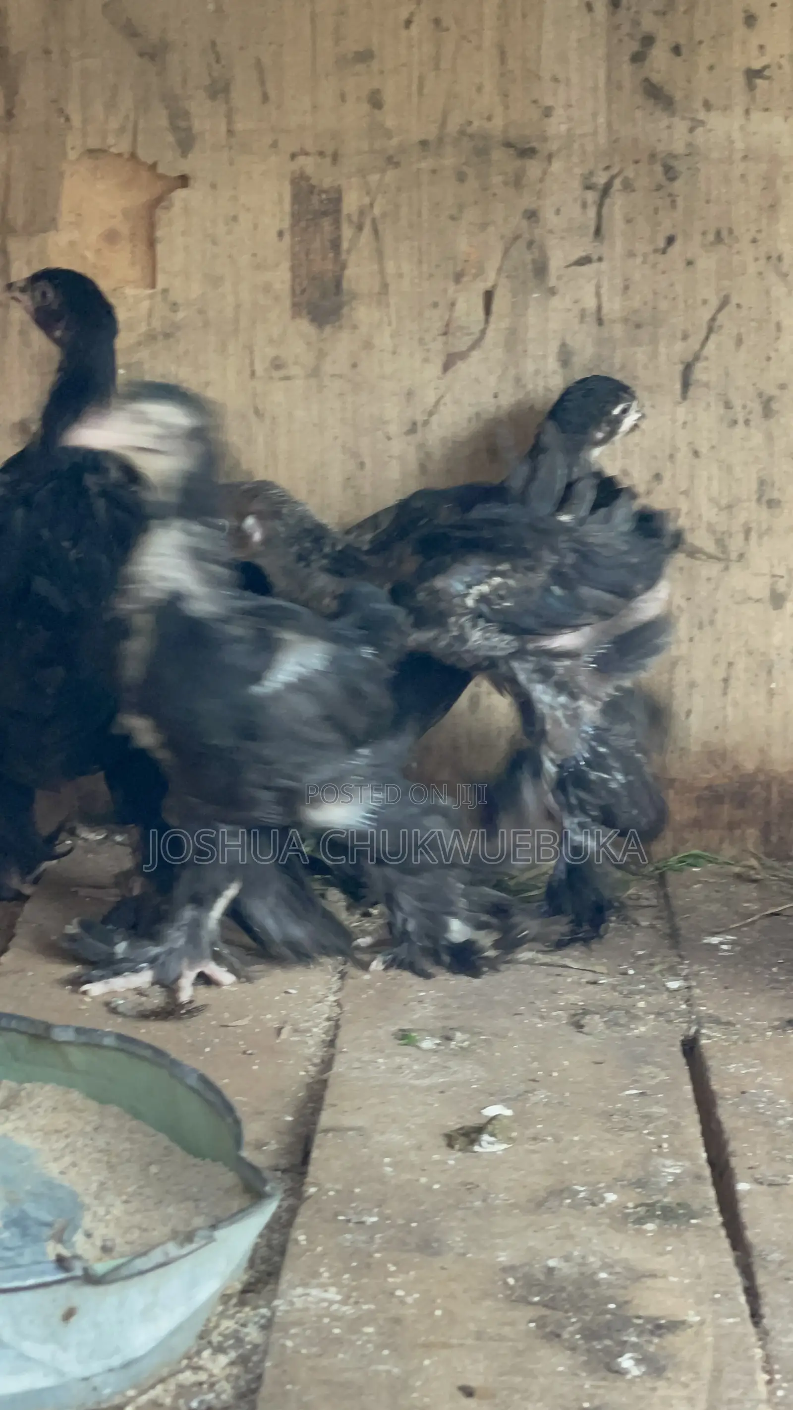 Brahma Chicks
