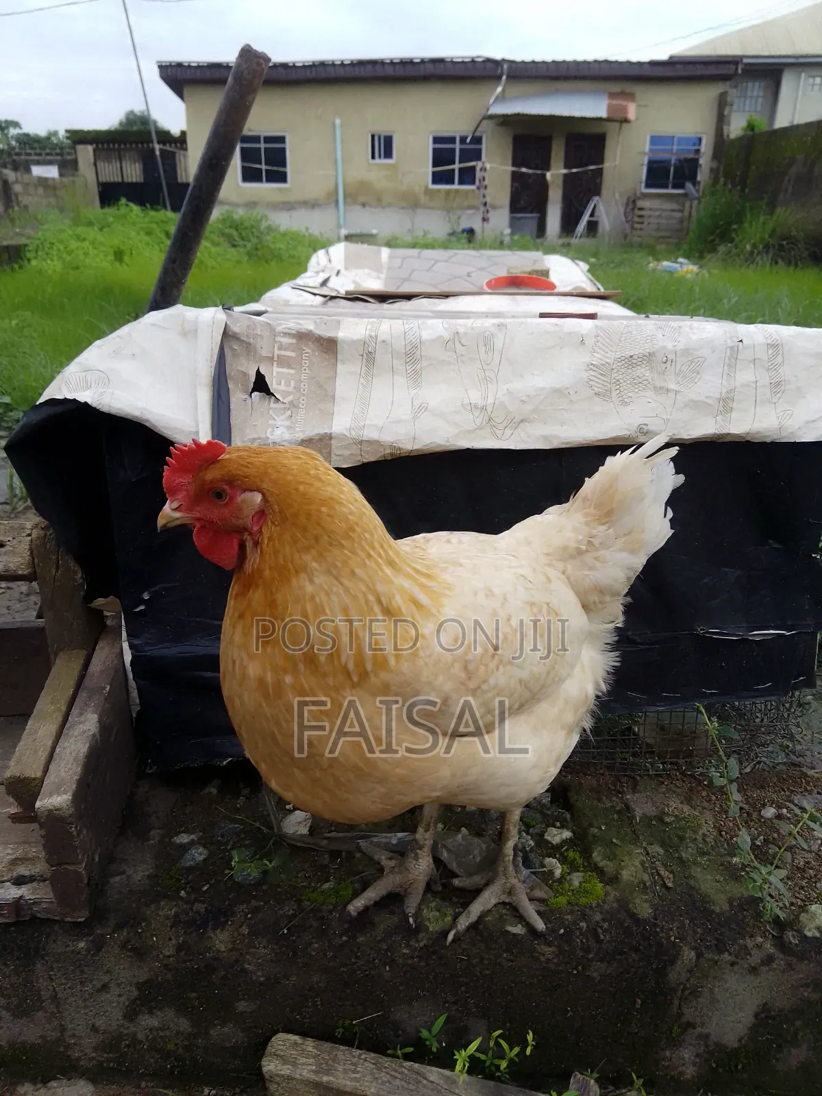 Chicken (Noiler)