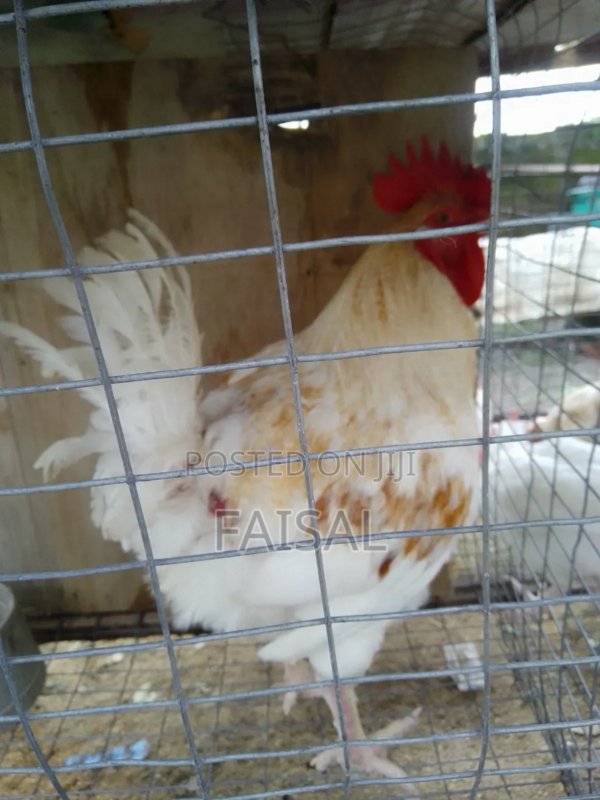 Chicken (Noiler)