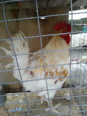 Chicken (Noiler)