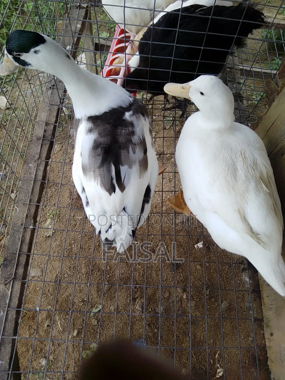 Ducks for Sale