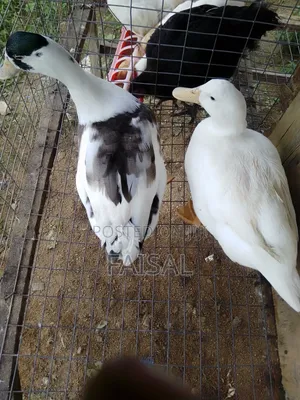 Ducks for Sale