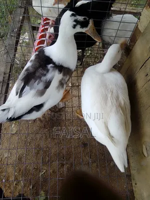 Ducks for Sale