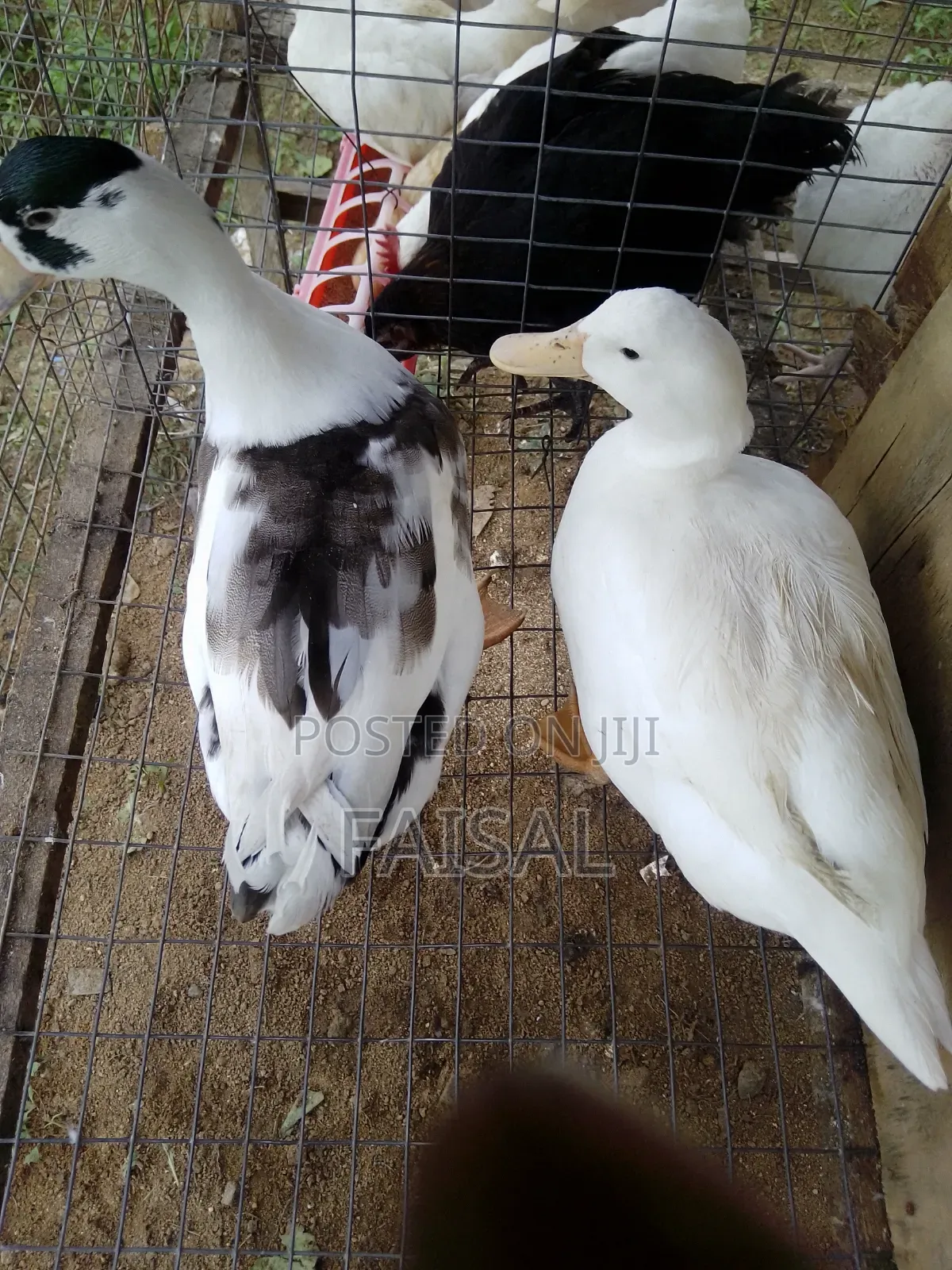 Ducks for Sale