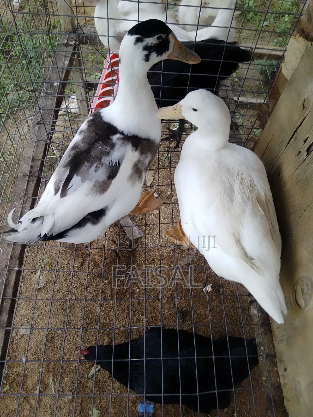 Ducks for Sale