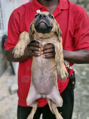 3-6 months Male Purebred Boerboel