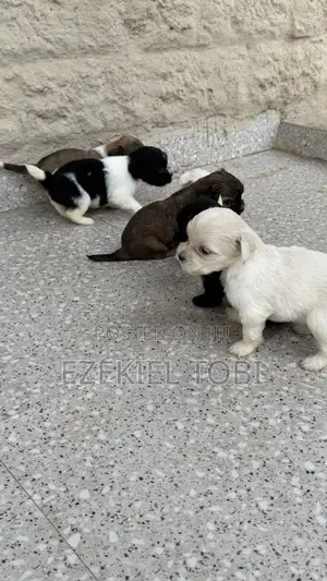 1-3 months Female Purebred Lhasa Apso