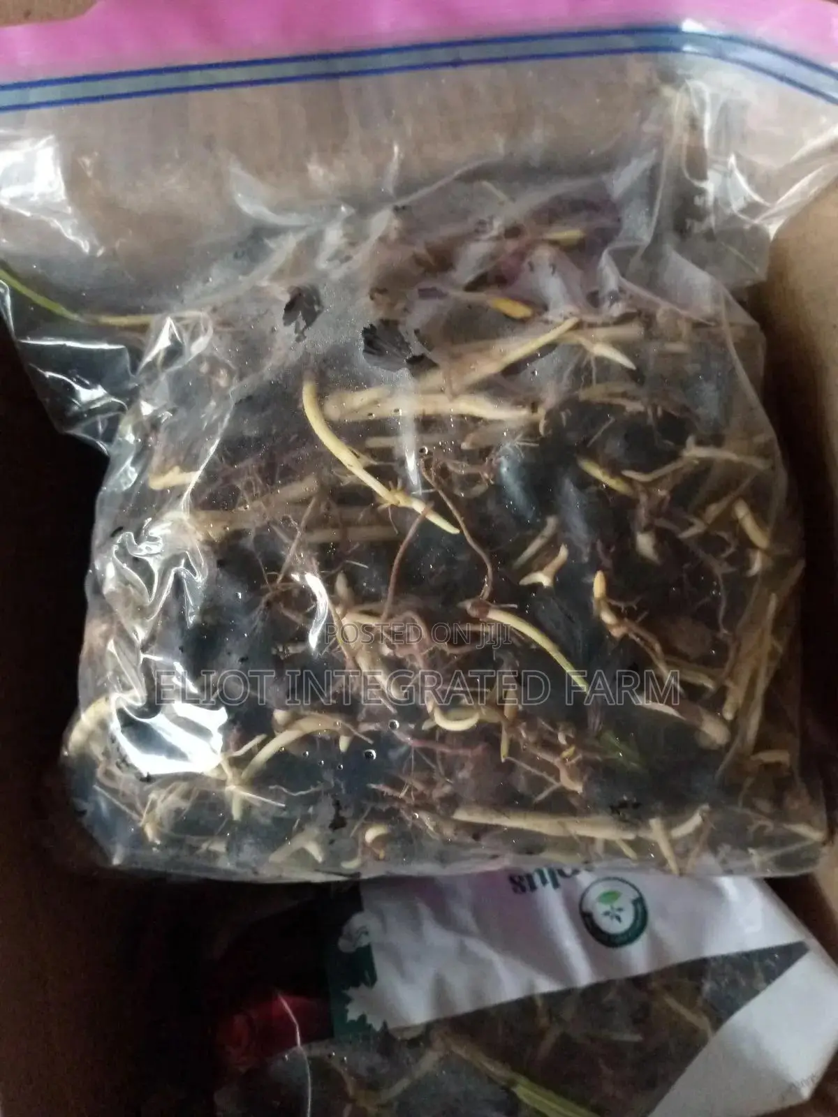 HybridTenera Sprouted Seeds/Super Gene Malasia Seedlings