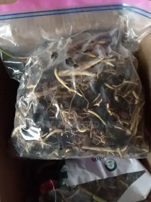 HybridTenera Sprouted Seeds/Super Gene Malasia Seedlings