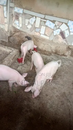 Healthy Tn70 Piglets