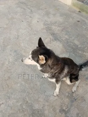 1+ year Female Purebred Siberian Husky