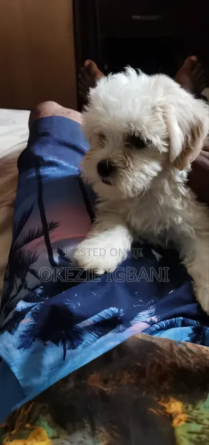 0-1 month Female Purebred Lhasa Apso
